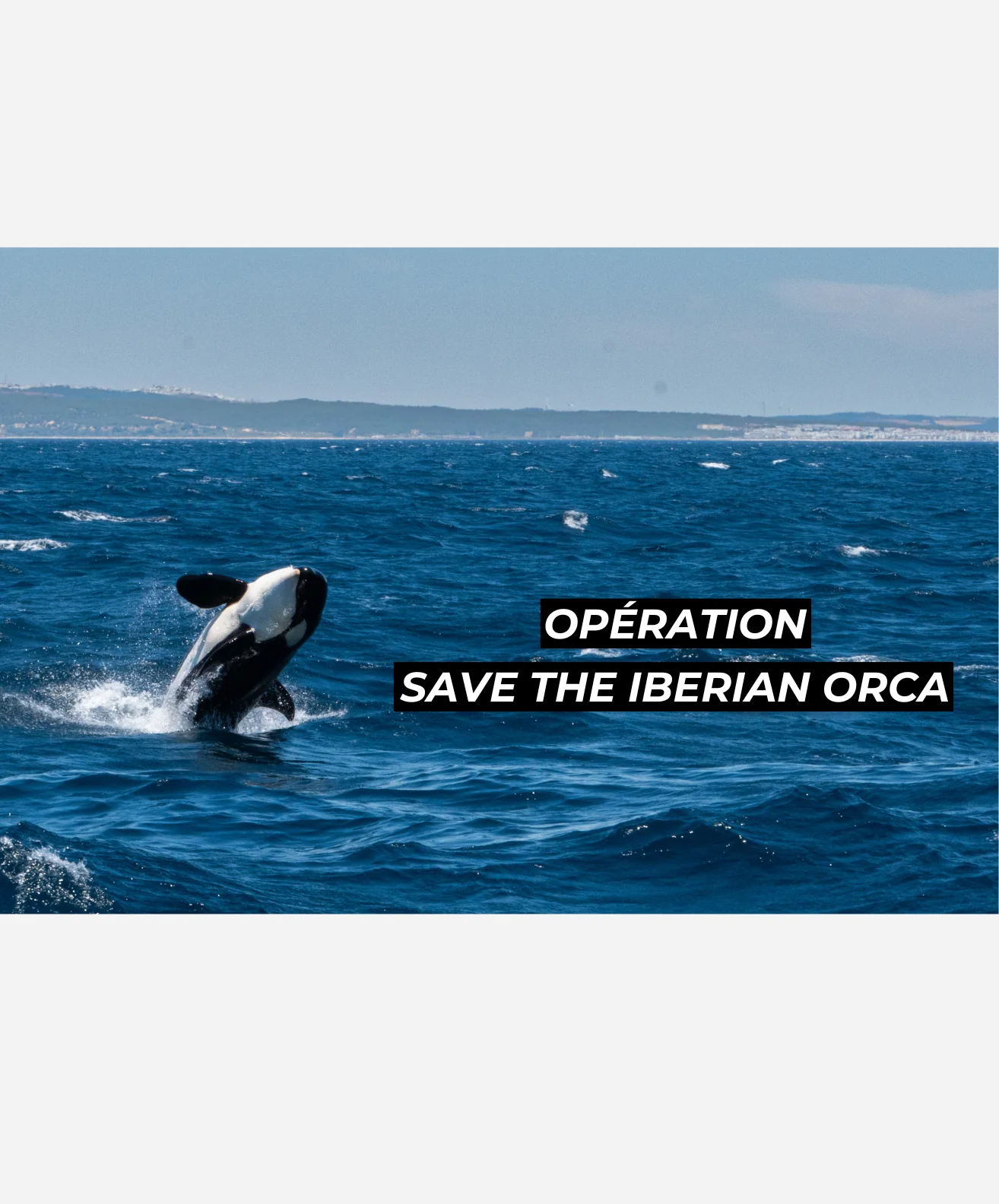 Portez le combat pour l'Océan